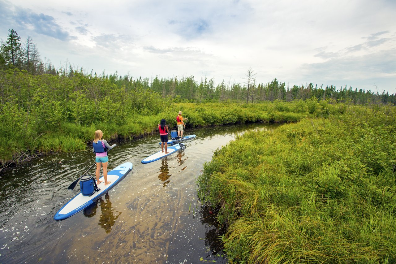 Three people stand up paddling in wetland