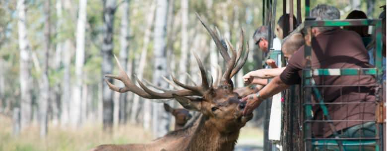 People behind a fence petting 3 moose