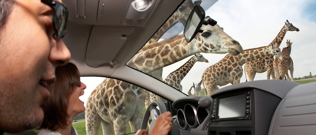 A man and woman sitting in a car are delighted that a group of giraffes just inches away from the car