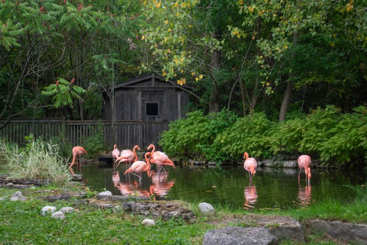 A group of pink flamingos in a pond. 