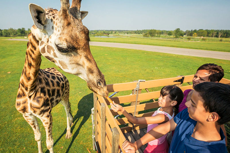 Au African Lion Safari, une famille de trois nourrit une girafe en lui donnant une carotte.