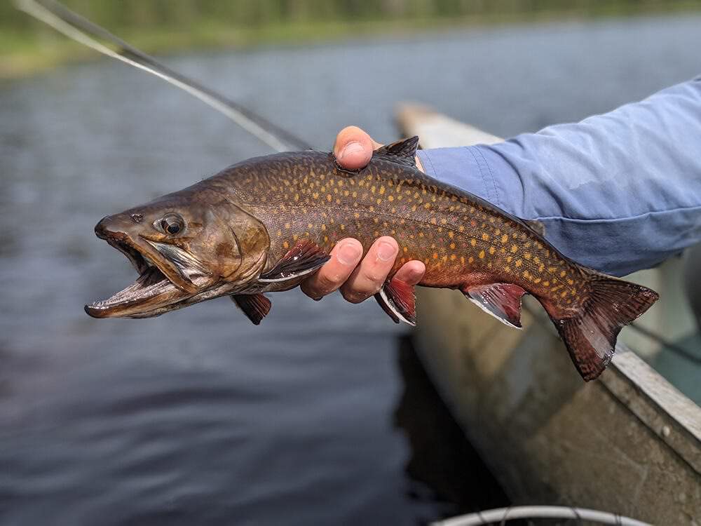 A fisherman in a boat holds a brook trout fish