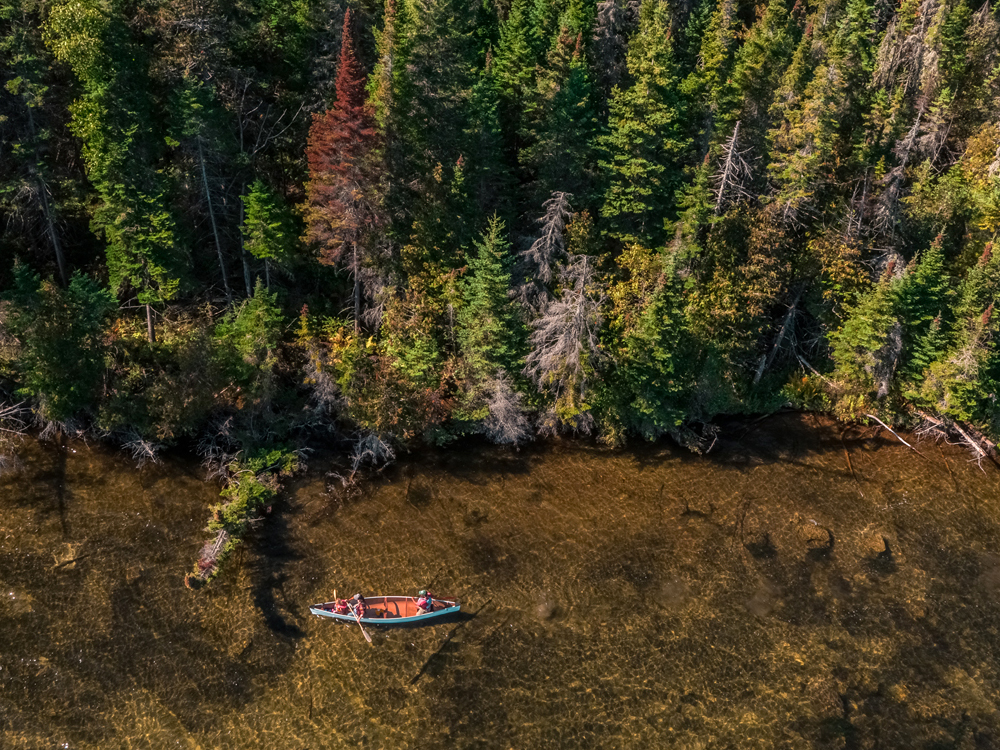 Aerial view of two people in a canoe paddling alongside a forest.