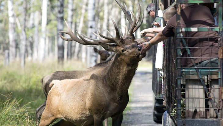 Un groupe de touristes nourrit des élans lors d’une excursion dans la nature à Timmins.