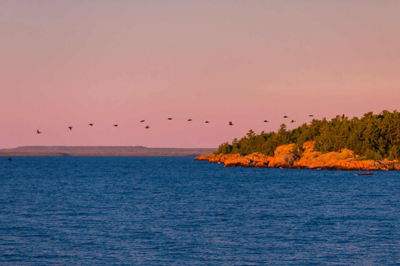 A flock of birds flying in the pink sky, over open water