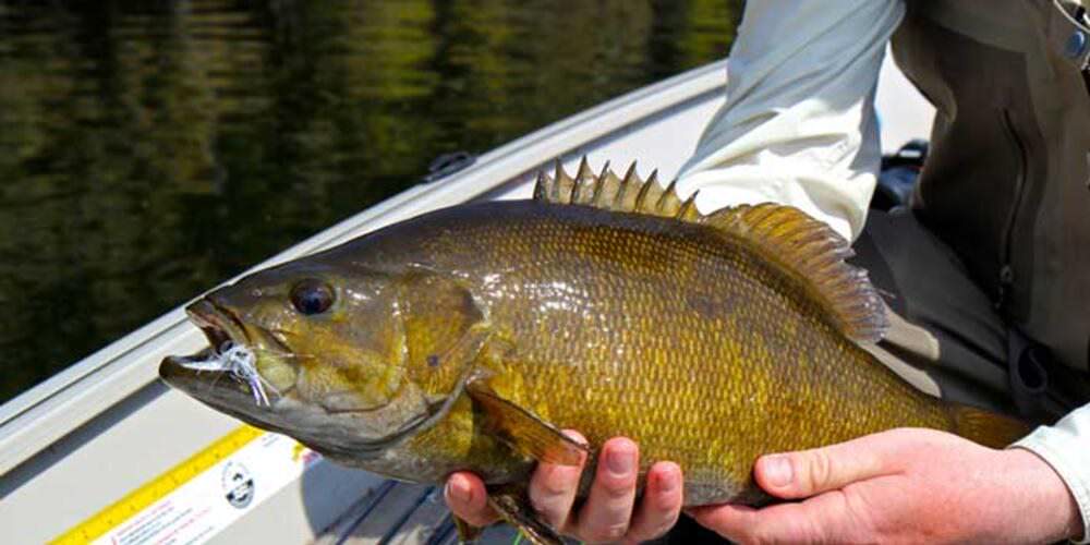 A fisherman in a boat holds a bass fish