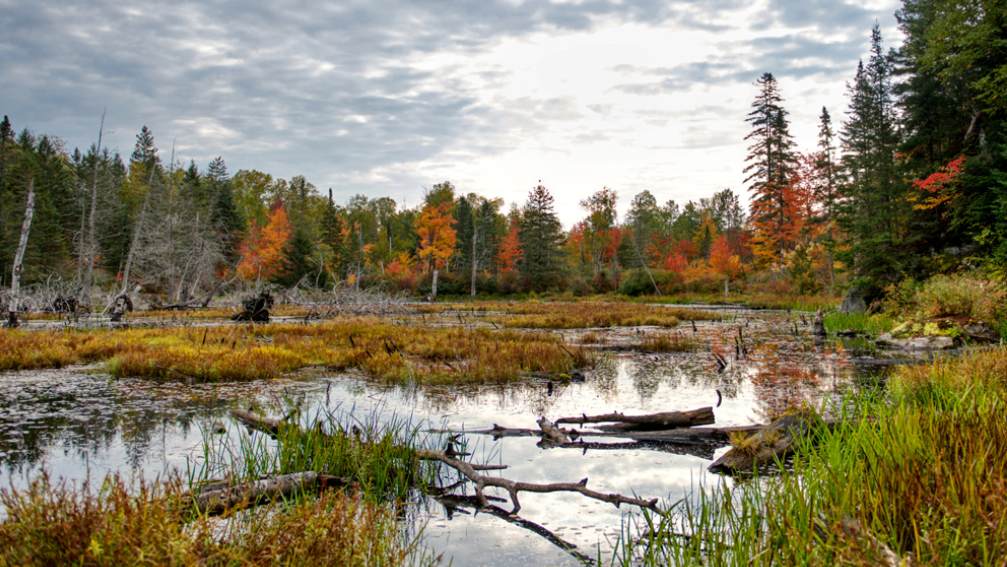 Un bosque con los colores del otoño rodea un pintoresco humedal.