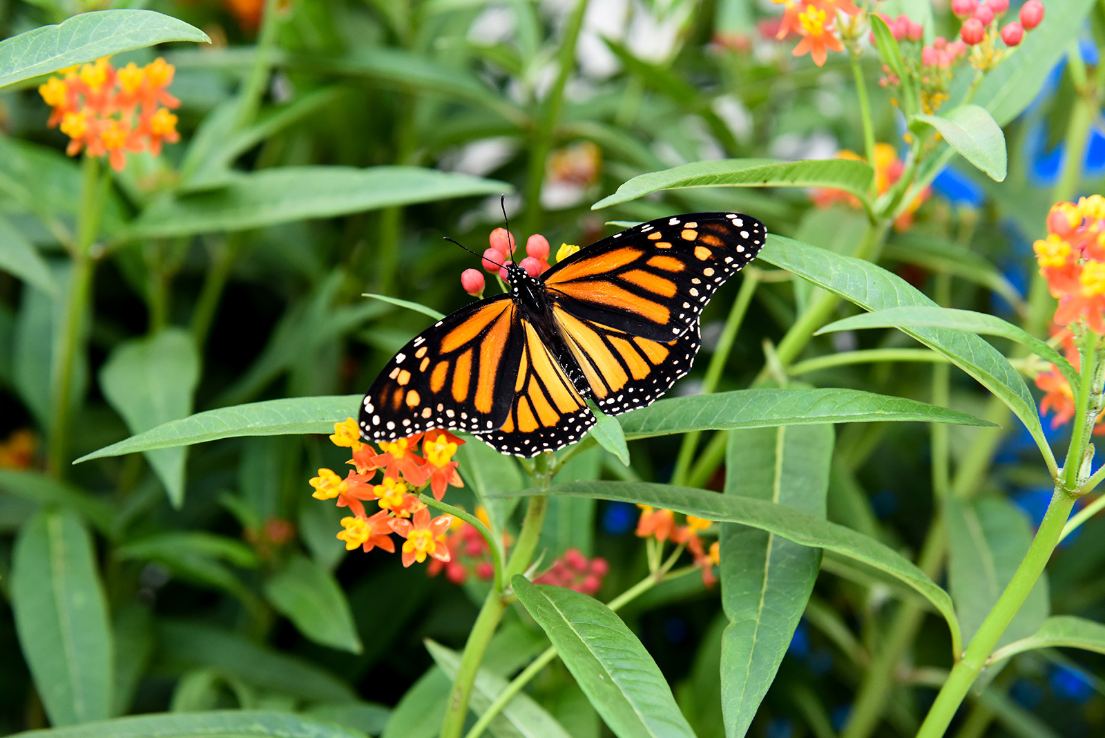 A monarch butterfly on a flower.