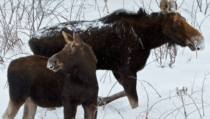 Une femelle adulte et un jeune orignal marchent dans la neige.