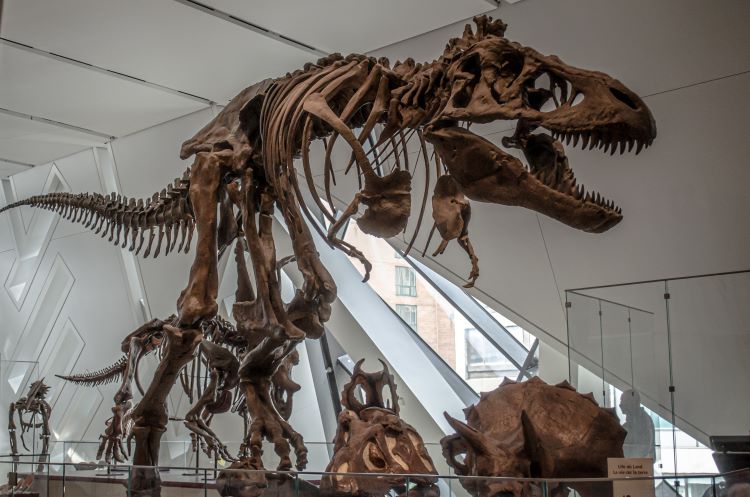 A skeleton display of a T-rex dinosaur among a collection of other dinosaur skeletons. 