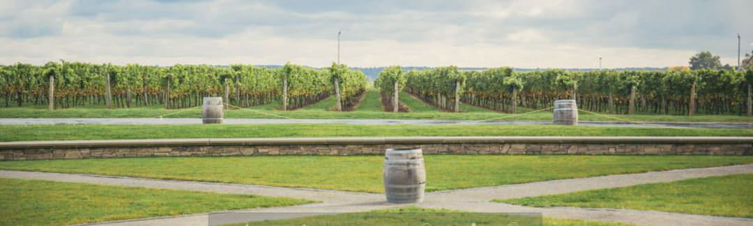 A vineyard with walkways lined with wine barrels