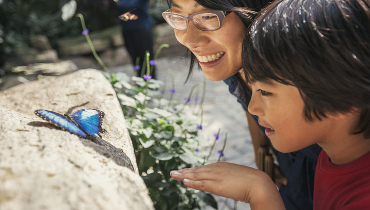 A mother and young son view a bright blue butterfly at the Niagara Butterfly Conservatory.