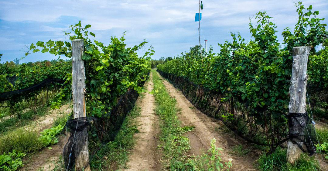 Des rangées de vignes s’alignent dans le vignoble avec des sillons entre chaque rangée.