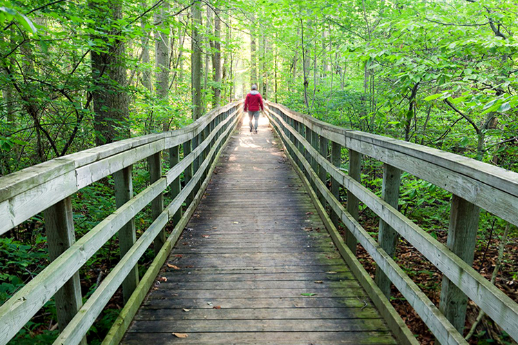 Une personne se promène sur une promenade en bois dans une forêt luxuriante.