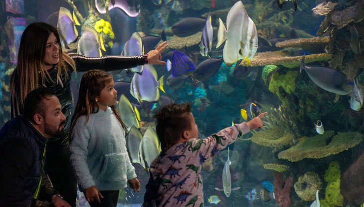 Une famille de quatre s’émerveille devant les poissons aux couleurs vives du Ripley’s Aquarium à Toronto.