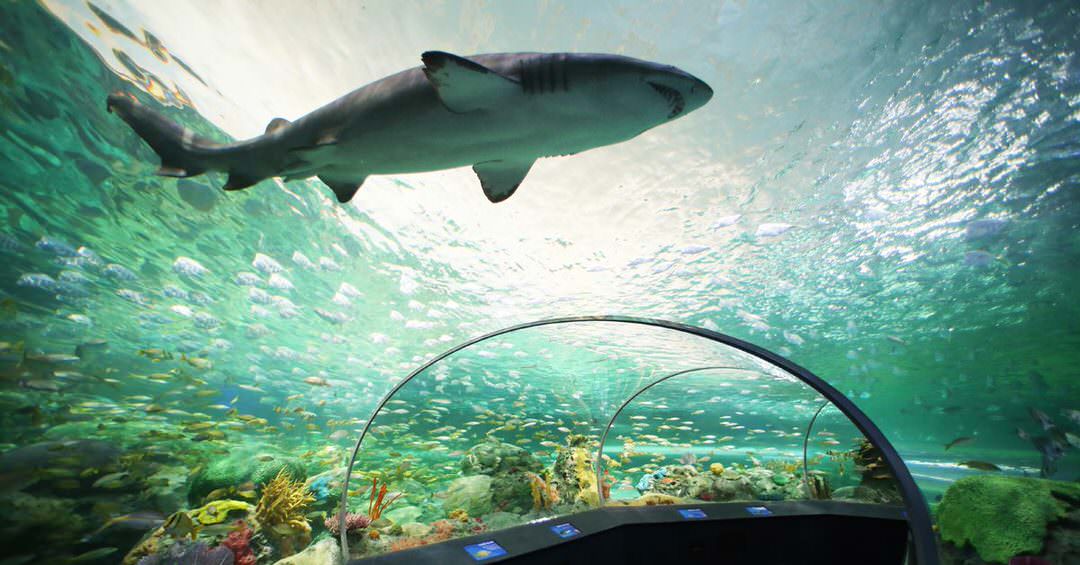 Un requin nage près d’un pont transparent où les gens peuvent marcher sous lui.