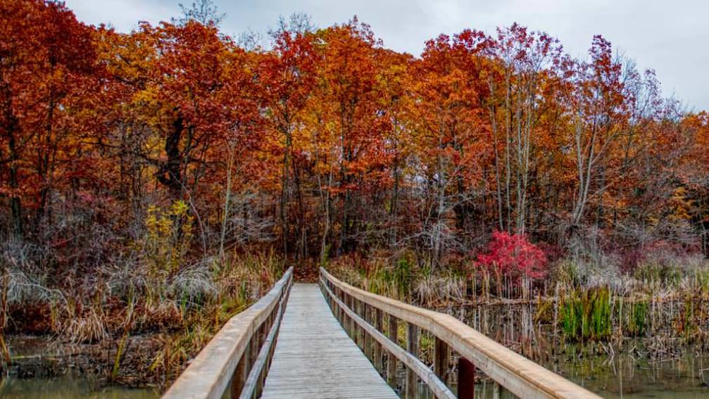 A wooden bridge over water leads into a forest