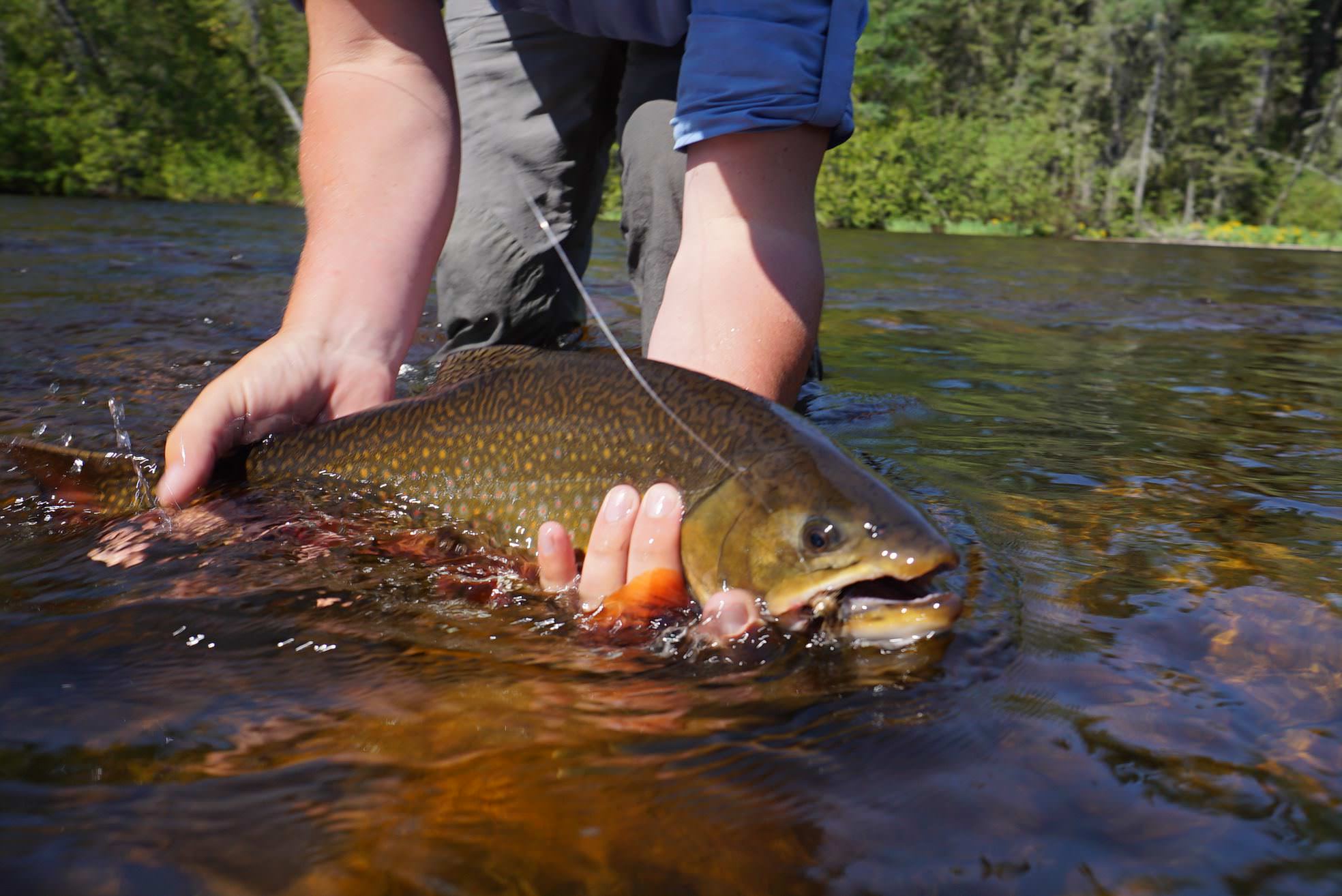 Un pêcheur à la mouche tient une truite arc-en-ciel juste au-dessus de l'eau