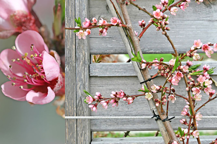 Close up of a spring blossom at Toronto Botanical Garden.