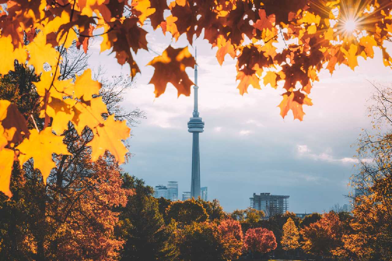 Peaking through tree leaves is a view of the Toronto CN Tower.